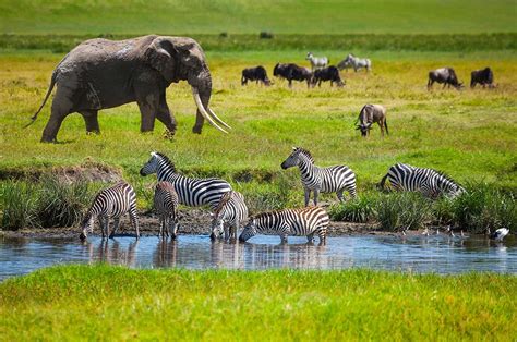 Wildlife safari - Dec 1, 2024 - Dec 10, 2024. From $7,199. On Request. No internal air is required for this itinerary. With African Travel Inc., embark on a small group safari tour to discover the stunning scenery and wildlife of Kenya's Samburu National Reserve and Maasai Mara. Experience Africa's magic up close while enjoying great hospitality and luxury. 
